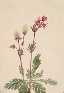 Prairie-Smoke Sieversia ciliata ، 1921. بواسطة ماري فو والكوت