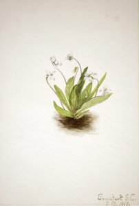 زهرة الربيع البنفسجي فيولا primiifolia ، 1918. بواسطة ماري فو والكوت