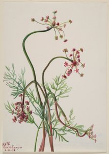 Pseudocymopterus montanus بواسطة ماري فو والكوت