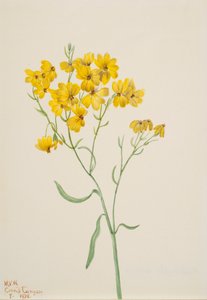 Psilostrophe sparsiflora ، 1938. بواسطة ماري فو والكوت