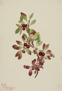 Ptarmiganberry Arctous alpina ، 1922. بواسطة ماري فو والكوت