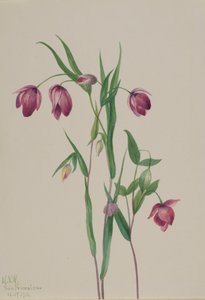 فانوس الجنية الأرجواني Calochortus anoenum ، 1936. بواسطة ماري فو والكوت