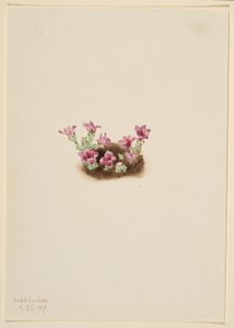 الساكسفراج الأرجواني (Saxifrage oppositifolia) بواسطة ماري فو والكوت