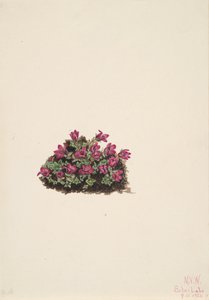 أرجواني Saxifrage Saxifraga Oppitifolia ، 1924. بواسطة ماري فو والكوت