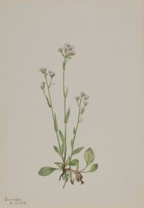 الهرة أصابع Antennaria racemosa ، 1918. بواسطة ماري فو والكوت
