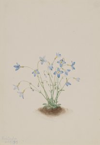 Quakerladies Houstonia caerulea ، 1917. بواسطة ماري فو والكوت