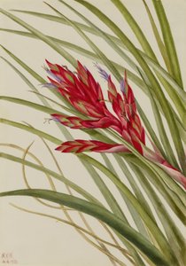 تيلاندسيا ذات الأوراق الشراشف (Tillandsia fasciculata) بواسطة ماري فو والكوت