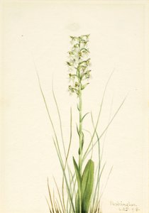 Ragged Fringe-orchid Habenaria lacera ، 1918. بواسطة ماري فو والكوت