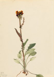 جروندل بلا أشعة (Senecio pauciflorus) بواسطة ماري فو والكوت