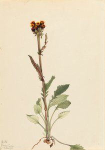 Rayless Groundsel Senecio pauciflorus ، 1921. بواسطة ماري فو والكوت