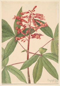 البوكي الأحمر (Aesculus pavia) بواسطة ماري فو والكوت