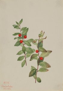 الكوماندرا الحمراء (Comandra livida) بواسطة ماري فو والكوت