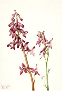 الأحمر Larkspur Delphinium nudicale ، 1935. بواسطة ماري فو والكوت