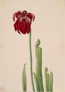 القاذف الأحمر Sarracenia jonesii ، 1930. بواسطة ماري فو والكوت