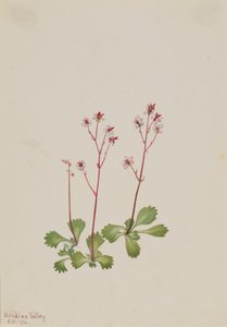 Redstem Saxifrage Saxifraga lyallii ، 1916. بواسطة ماري فو والكوت