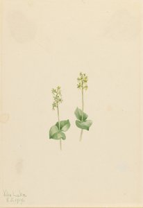 تويبليد الجبال الصخرية (Ophrys necrophylla) بواسطة ماري فو والكوت