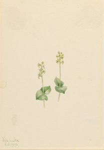 روكي ماونتن Twayblade Ophrys necrophylla ، 1919. بواسطة ماري فو والكوت