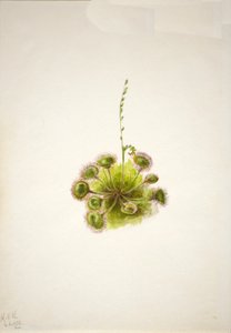Roundleaf Sundew Drosera rotundifolia ، 1933. بواسطة ماري فو والكوت