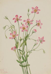 Saltmarsh Rosegentian Sabbatia stellaris ، 1926. بواسطة ماري فو والكوت