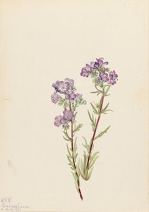 Sand Phacelia Phacelia linearis، 1923. بواسطة ماري فو والكوت