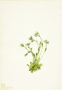 Saxifrage Saxifraga caespitosa ، 1924. بواسطة ماري فو والكوت