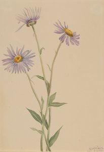 مبهرج Fleabane Erigeron salsuginosus ، 1902 بواسطة ماري فو والكوت