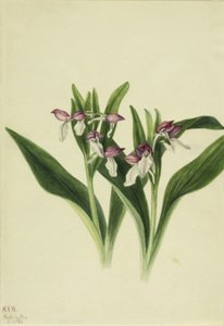 السحلبية المبهرجة (Orchis Spectabilis) بواسطة ماري فو والكوت
