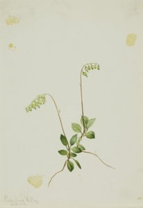 البيرولا الجانبية (Pyrola secunda) بواسطة ماري فو والكوت