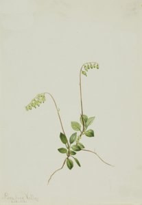 Sidebells Pyrola Pyrola secunda، 1916. بواسطة ماري فو والكوت