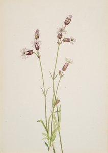 Silene multicaulis ، كاليفورنيا. 1900-1920. بواسطة ماري فو والكوت