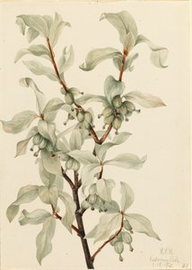 سيلفربيري Elaeagnus sp. ، 1922. بواسطة ماري فو والكوت