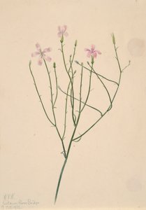 زهرة الهيكل العظمي Lygodesmia juncea ، 1923. بواسطة ماري فو والكوت
