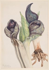 ملفوف الظربان (Spathyema foetida) بواسطة ماري فو والكوت