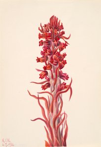 نباتات الثلج Sarcodes sanguinea ، 1930. بواسطة ماري فو والكوت