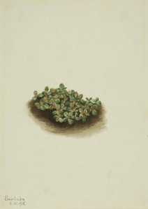 Snow Willow Salix nivalis ، 1918. بواسطة ماري فو والكوت