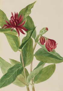 Spicebush Calycanthus occidentalis ، أوائل الثلاثينيات.
