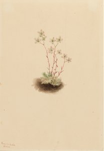 Saxifrage Saxifraga bronchialis المُرقطة ، 1903. بواسطة ماري فو والكوت