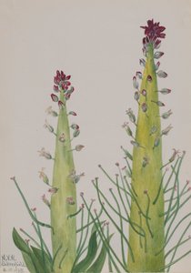 Squaw-الملفوف Caulanthus inflatus ، 1935 بواسطة ماري فو والكوت