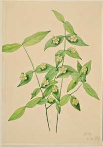 شجيرة الفراولة (Euonymus americanus) بواسطة ماري فو والكوت