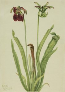 إبريق الحلو Sarracenia rubra ، 1920. بواسطة ماري فو والكوت