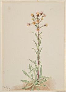 الرجلة البرغوثية الطويلة (Erigeron acris) بواسطة ماري فو والكوت