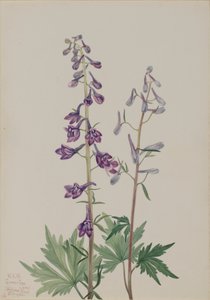 Tall Larkspur Delphinium elongatum ، 1920. بواسطة ماري فو والكوت