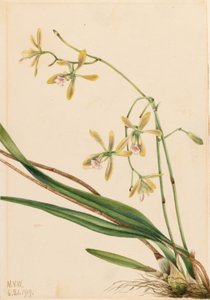 تامبا إبيدندروم تامبا (Epidendrum tampense) بواسطة ماري فو والكوت