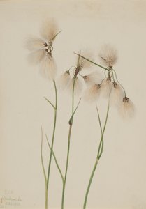 شرابة Cottongrass Eriophorum angustifolium ، 1920. بواسطة ماري فو والكوت