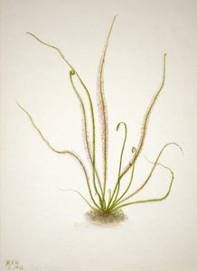 ورقة الخيط Sundew Drosera rotundifolia ، 1933. بواسطة ماري فو والكوت