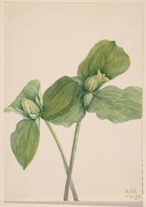 كاتربيلر تريليوم (Trillium sessile) بواسطة ماري فو والكوت