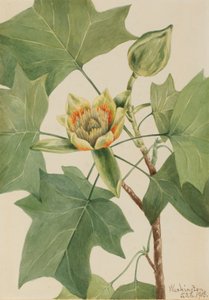 توليبتري Liriodendron tulipifera ، 1918. بواسطة ماري فو والكوت