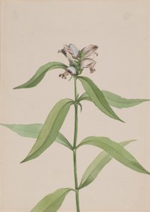 Turtlehead Chelone glabra ، كاليفورنيا. 1917-1918. بواسطة ماري فو والكوت