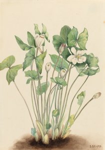 Twinleaf Jeffersonia diphylla ، 1919. بواسطة ماري فو والكوت