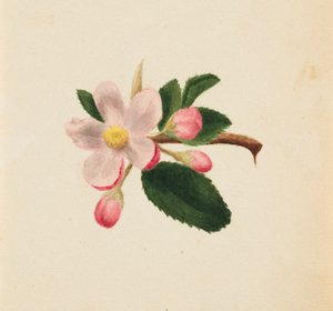بدون عنوان - دراسة زهرة ، كاليفورنيا. 1876. بواسطة ماري فو والكوت